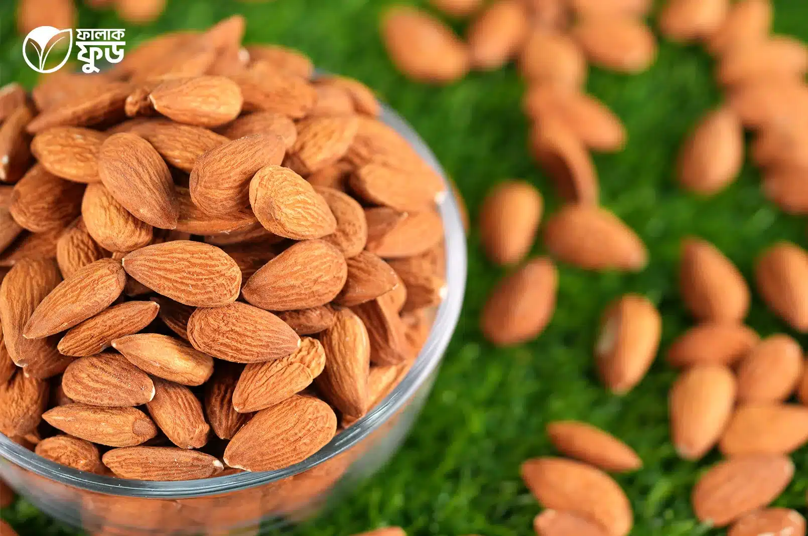 কাঠবাদাম